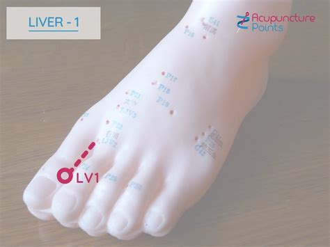 liver 1 acupuncture point location.